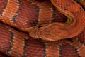 High angle view of corn snake or red rat snake Royalty Free Stock Photo