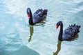 high angle view of couple of black swans swimming in blue Royalty Free Stock Photo