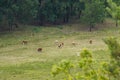 High angle view of cows grazing on field Royalty Free Stock Photo