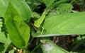 High angle view of a crawling young green forest lizard on top of a large leaf Royalty Free Stock Photo