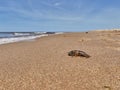 High-angle view of a crayfish on the sand by water under the blue sky Royalty Free Stock Photo