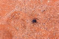 High angle view of darkling beetle crawling on red sand in the Namib desert Royalty Free Stock Photo