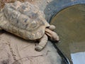 High angle view of a Desert tortoise drinking water from a pond under the lights Royalty Free Stock Photo