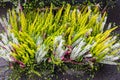 High angle view of different coloured heather plants seen in the fall on sidewalk Royalty Free Stock Photo