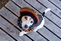 High angle view of dog wearing in knitted beret