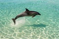 high angle view of a dolphin jump in crystal clear waters Royalty Free Stock Photo