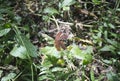 High Angle View Of Dragonfly Perch On Branch With Green Leaves