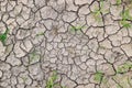 High angle view dry cracked soil with green sprouts, full-frame background and texture Royalty Free Stock Photo