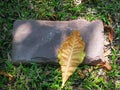 High Angle View of Dry Leaf on Paving Stone