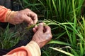 high angle view farmer hand and ear of green rice in selective focus