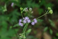 High angle view of few flower heads of a Little Ironweed or Monarakudumbiya plant Royalty Free Stock Photo