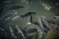 high angle view of flock of black carps swimming