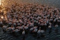 High angle view of flock of flamingos standing in water at sunset