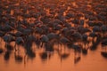 High angle view of flock of flamingos standing in water at sunset