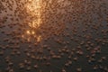 High angle view of flock of flamingos standing in water at sunset