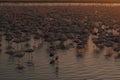 High angle view of flock of flamingos standing in water at sunset