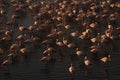 High angle view of flock of flamingos standing in water at sunset