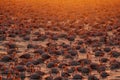 High angle view of flock of flamingos standing in water at sunset