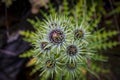 High angle view of flowering balkan ivory thistle