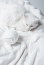 high angle view of fluffy cat Royalty Free Stock Photo