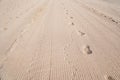 High angle view of footprints of man and bird on sand in desert Royalty Free Stock Photo