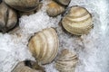 Fresh clams on ice for sale at the fish market Royalty Free Stock Photo