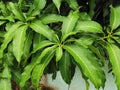 High Angle View of Fresh Green Mango Leaves Royalty Free Stock Photo