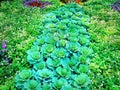 Full Frame Background of Fresh Green Vegetables in Flower Field Royalty Free Stock Photo