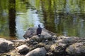 High angle view of great cormorant perched on rocks forming a natural dam in the Cap-Rouge river