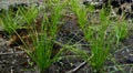 High Angle View, fresh Green Chives plant Growing in Garden with burnt soil Royalty Free Stock Photo