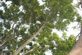 Lush Green Tree Canopy from Below Against a Bright Sky Royalty Free Stock Photo