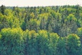 high angle view of  green trees in forest Royalty Free Stock Photo