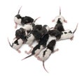 High angle view of a group of Fancy rats babies sleeping in front of white background