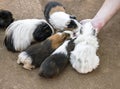 High angle view of a group of guinea pigs feeding Royalty Free Stock Photo