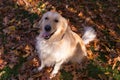 High angle view of handsome Golden Retriever sitting in dry oak leaves looking up