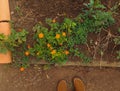 High Angle view of a homegrown garden with beautiful orange flowers and green leaves in the countryside of Brazil