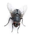 High angle view of Housefly, Musca domestica Royalty Free Stock Photo