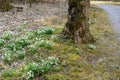 High angle view of illuminated forest floor with white snowdrops and tree trunk in spring Royalty Free Stock Photo