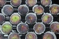 High angle view on isolated fresh ripe figs in paper cupcakes cups on black plastic tray