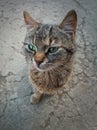 High angle view kitten full length portrait. Homeless cat, marvelous green eyes, sitting outdoor on cracked concrete footway,