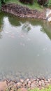 High angle view of koi carps swimming in pond