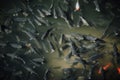 high angle view of large flock of black and red carps swimming