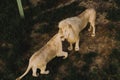 high angle view of lion and lioness rubbing heads