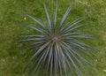 High angle view of a Madagascar palm Pachypodium lamerei tree Royalty Free Stock Photo