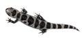 High angle view of Marbled Salamander Royalty Free Stock Photo