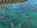 Large Aggregation of Florida Manatees in Crystal Clear Blue Water Royalty Free Stock Photo