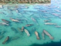 Large Aggregation of Florida Manatees in Crystal Clear Blue Water Royalty Free Stock Photo