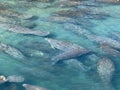 Large Aggregation of Florida Manatees in Crystal Clear Blue Water Royalty Free Stock Photo