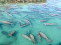 Large Aggregation of Florida Manatees in Crystal Clear Blue Water Royalty Free Stock Photo