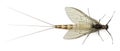 High angle view of Mayfly, Ephemera danica Royalty Free Stock Photo